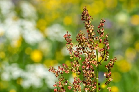 Common sorrel