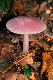 Rose Bonnet