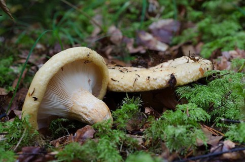 Grubby White Fir Millet
