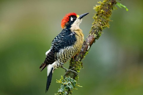Black-cheeked Woodpecker