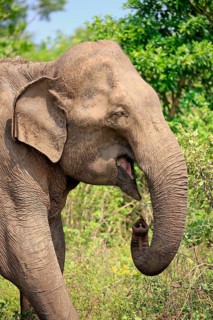 Sri lankan elephant