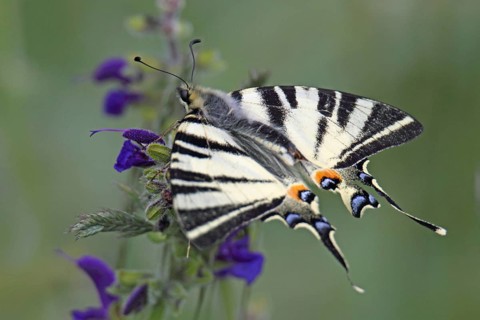 Sail butterflies