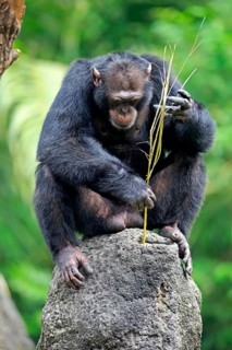 Chimpanzee