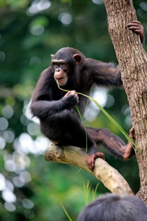 Chimpanzee