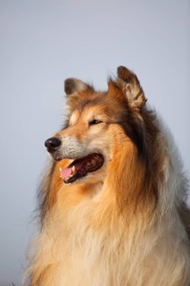 Scottish shepherd dog