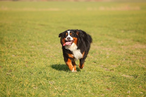 Bernese Mountain Dog