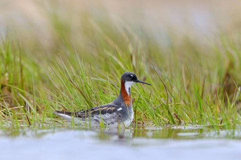 Red-necked Phalarope