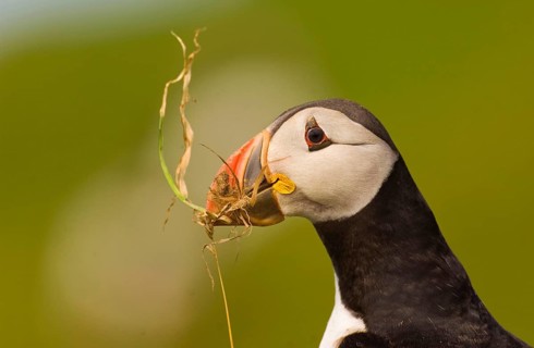 Atlantic Puffin