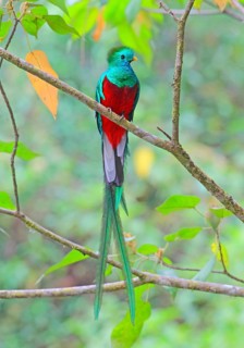 Quetzal