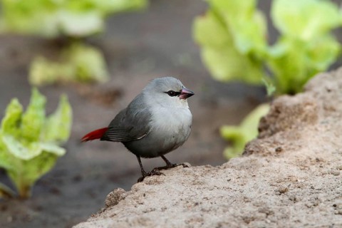 Lavender Waxbill