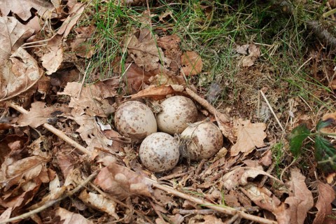 Eurasian woodcock