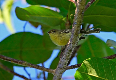 Flat-billed vireo