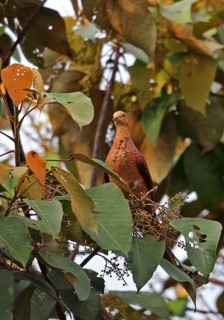 Little Cuckoo Dove