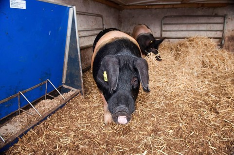 Domestic pig
