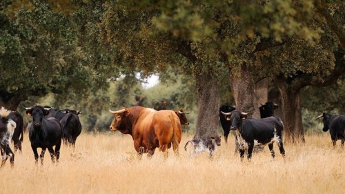 Domestic Cattle