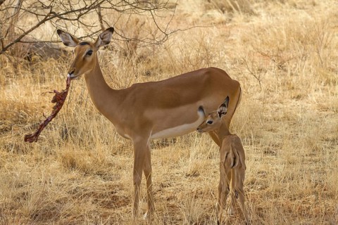 Impala