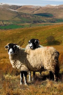 Domestic Sheep