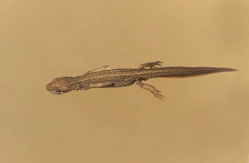 Pond Newt