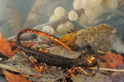 Northern Spectacled Salamander
