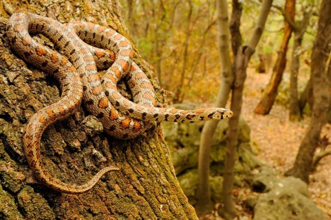 European ratsnake