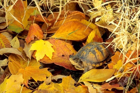 Eastern Box Turtle