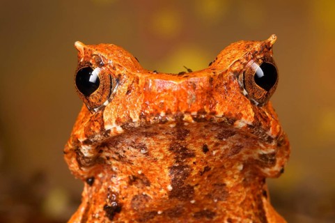 Toad frog