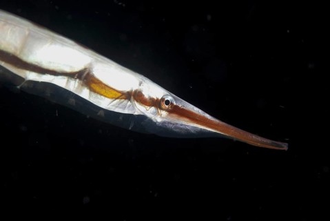 Amphisile scutata