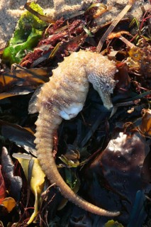 Long-snouted Seahorse