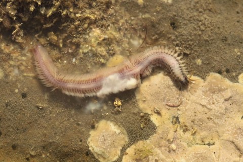 Paddleworm
