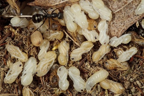 Wood Ant
