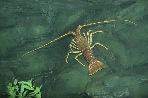 Palinurus vulgaris