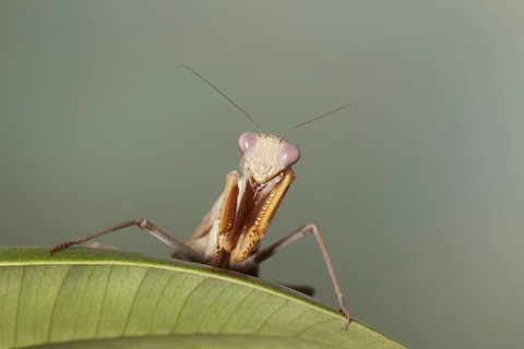 African mantis