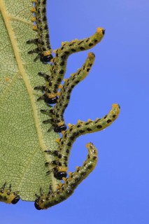 Birch Sawfly