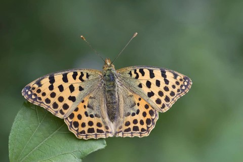 Queen of spain fritillary