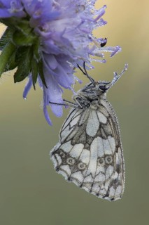 Marbled White
