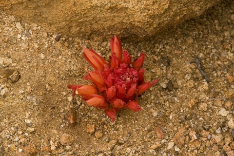 Red broomroot