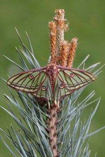 Spanish spanish moon moth