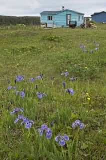 Flowering Canadian beachhead iris