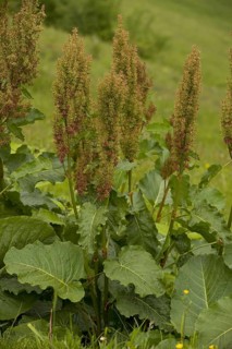 Rumex arifolius