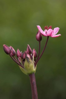 Swan flower