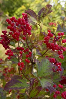 Guelder rose