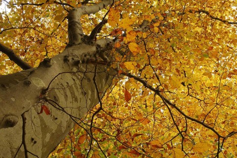Leaves of copper beech