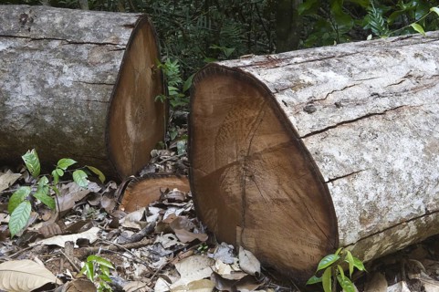 Crabwood