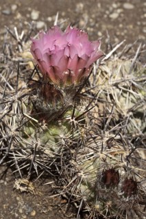 Patagonian cactus