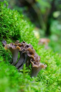 Autumn Trumpet