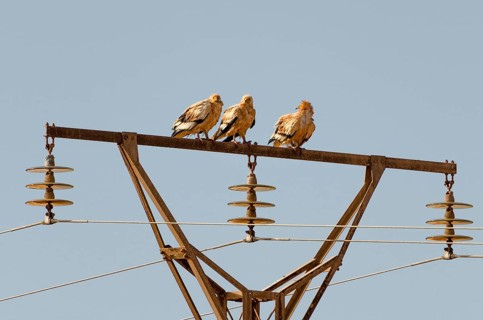 Egyptian Vulture