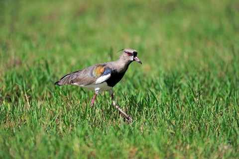 Southern lapwing
