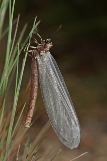 Large Ant Damselfly