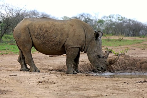 White rhinoceros