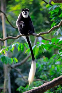 Angolan black and white
